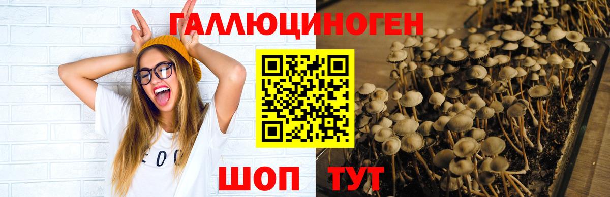 Дубна  сколько стоит  Вход с VPN  Галлюциногенные грибы Psilocybe 